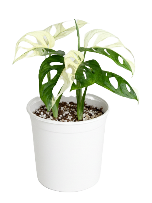 Monstera Adansonii Variegada