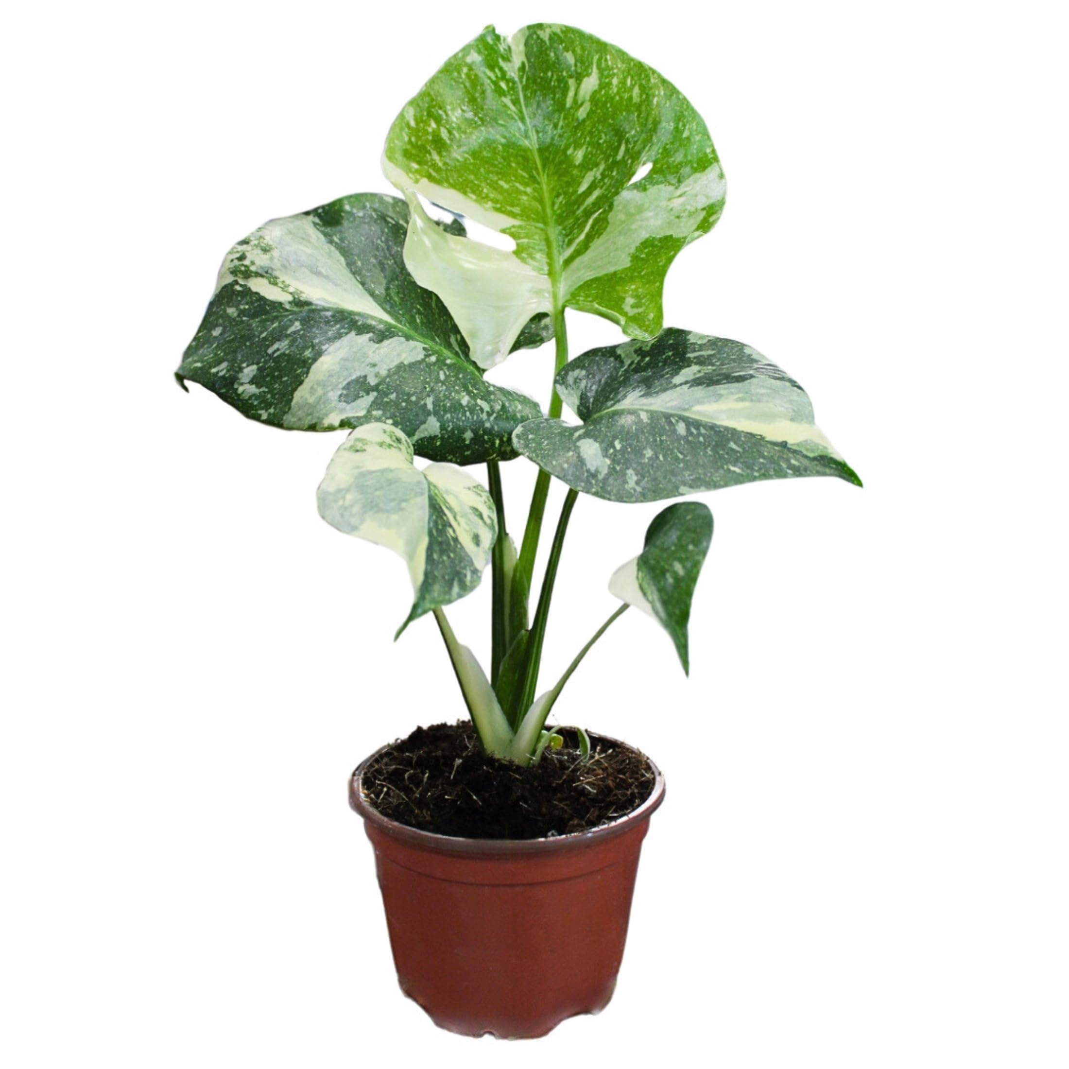 Monstera Thai Constellation