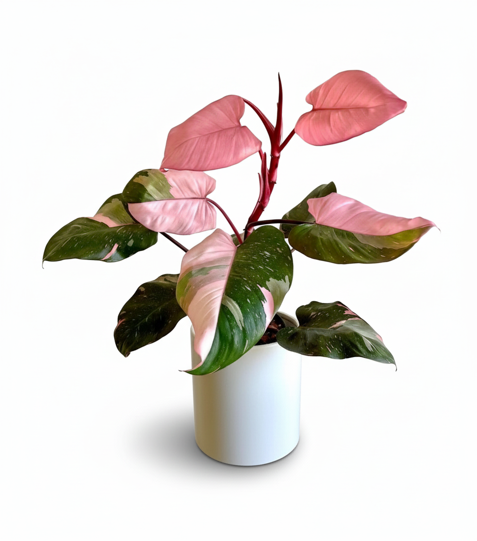 Philodendron Pink Princess