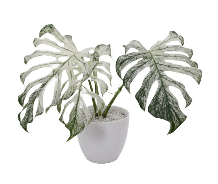 Monstera Devil